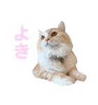 mugi stamp ②（個別スタンプ：4）