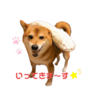 柴犬ハピ（個別スタンプ：4）