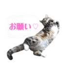 こももとばんびスタンプ（個別スタンプ：1）