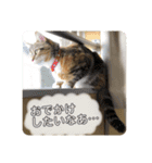 こももとばんびスタンプ（個別スタンプ：6）