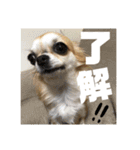 こももとばんびスタンプ（個別スタンプ：12）
