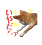 こももとばんびスタンプ（個別スタンプ：13）