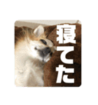 こももとばんびスタンプ（個別スタンプ：15）