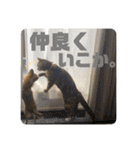 こももとばんびスタンプ（個別スタンプ：20）
