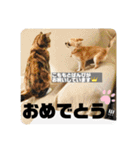 こももとばんびスタンプ（個別スタンプ：22）