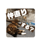 こももとばんびスタンプ（個別スタンプ：23）