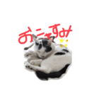 はっちとぶっち（個別スタンプ：1）