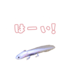 ウーパールーパーのヨーダ（個別スタンプ：2）
