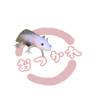 ウーパールーパーのヨーダ（個別スタンプ：5）