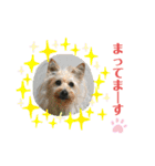 パピポの楽しい暮らし！（個別スタンプ：9）