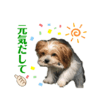 パピポの楽しい暮らし！（個別スタンプ：15）
