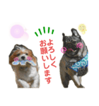 パピポの楽しい暮らし！（個別スタンプ：20）
