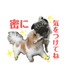 パピポの楽しい暮らし！（個別スタンプ：22）
