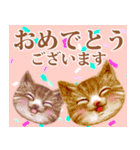 【トラ猫＆白猫】ペットたち（個別スタンプ：18）