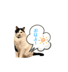 ギュウトラグレコの毎日（個別スタンプ：16）