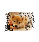 柴犬もみじっぽい（個別スタンプ：3）