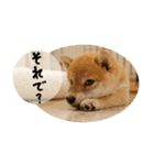 柴犬もみじっぽい（個別スタンプ：6）