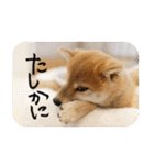 柴犬もみじっぽい（個別スタンプ：9）