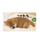 柴犬もみじっぽい（個別スタンプ：10）