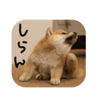 柴犬もみじっぽい（個別スタンプ：21）