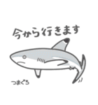 40 sharks サメづくし（個別スタンプ：14）