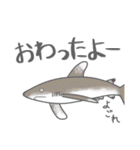 40 sharks サメづくし（個別スタンプ：19）