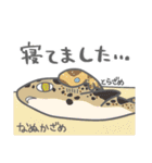 40 sharks サメづくし（個別スタンプ：24）