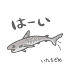 40 sharks サメづくし（個別スタンプ：25）