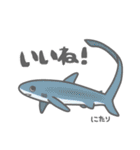 40 sharks サメづくし（個別スタンプ：26）