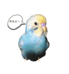 ぴぴちゃん〜日常〜（個別スタンプ：1）