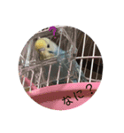 ぴぴちゃん〜日常〜（個別スタンプ：9）