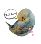 ぴぴちゃん〜日常〜（個別スタンプ：16）