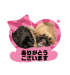 リズ家のペキニーズ ①（個別スタンプ：3）