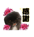 リズ家のペキニーズ ①（個別スタンプ：7）