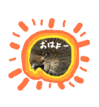 キジトラのアキ（個別スタンプ：1）