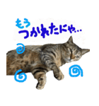 キジトラのアキ（個別スタンプ：6）