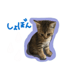 キジトラのアキ（個別スタンプ：8）