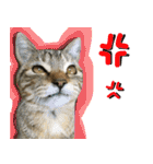 キジトラのアキ（個別スタンプ：12）