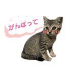 キジトラのアキ（個別スタンプ：14）