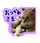 キジトラのアキ（個別スタンプ：15）