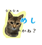 キジトラのアキ（個別スタンプ：17）