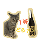 キジトラのアキ（個別スタンプ：18）