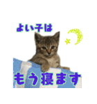 キジトラのアキ（個別スタンプ：22）