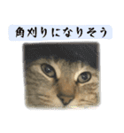 キジトラのアキ（個別スタンプ：23）