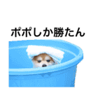 ポポヤンスタンプ2021（個別スタンプ：4）