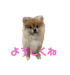 だいず(413)（個別スタンプ：3）