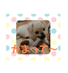 ぷぅた(459)（個別スタンプ：5）