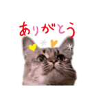 茶々No.1（個別スタンプ：1）