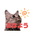 茶々No.1（個別スタンプ：2）