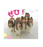 可愛いラフコリー❤️Vol. 2（個別スタンプ：2）